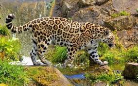 Updated 3 month 0 day ago. 250 Jaguar Hd Wallpapers Background Images