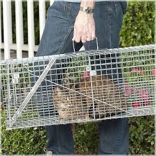 Pin On Cats