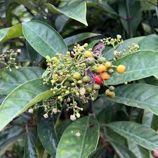 Image result for Psychotria cinerea