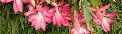 It was written by silas weir mitchell to benefit the home of the merciful saviour for crippled children in philadelphia. List Of Cultivars Schlumbergera And Rhipsalidopsis
