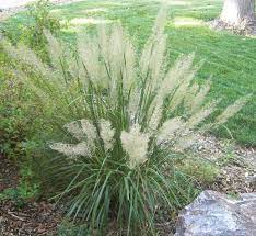 Calamagrostis Brachytricha Aka Korean Feather Reed Grass Is A Clump Forming Ornamental Grass With Green Leaves Shade Garden Feather Grass Feather Reed Grass