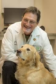 In dogs, the most common type of malignant skin cancer is a mast cell tumor. Cancer Is Common In Pets Learn The Signs During Pet Cancer Awareness Month