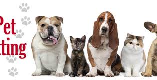 Les meilleurs gardes animaux à domicile et les tarifs à dworp 10 prestataires à votre service. Comment Devenir Garde D Animaux A Domicile Depensez Com