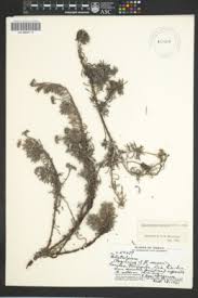 Image result for Euploca katangensis