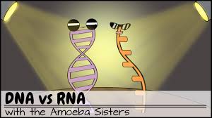 Proteins are polymers of amino acids. Protein Synthesis Updated Youtube