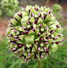 Spider Antelope Horns Milkweed Asclepias Viridis Horn Butterfly Monarch 10 Seeds Monarch Butterfly Garden Milkweed Plant Pollinator Garden