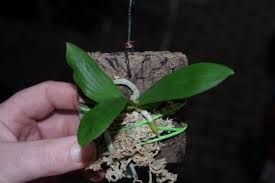 Image result for Aerangis kotschyana