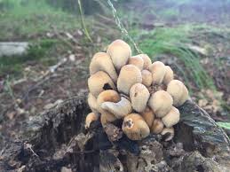 Image result for Coprinus micaceus
