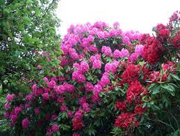 Rhododendron Wikipedia Rhododendron Plants Cool Plants