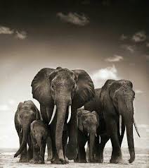 Pin By Pauline Hyem On Elefantes Elephant Photography Elephants Photos Animals Beautiful