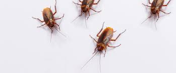 Choose the best exterminators near me or pest control near me, expert pest management. Pest Control In Dubai Book Pest Control Services Online