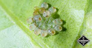 Simple but efficient ways you need to know. Learn How To Fight Spider Mites Gardening Channel