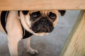 12 Noises That Freak Dogs Out Great Pet Care