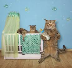 How To Keep The Cat Out Of Baby S Crib Purr Fect Solutions