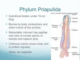 Check spelling or type a new query. Smaller Ecdysozoans Chapter Ppt Video Online Download