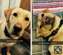 Try not to laugh challenge animals impossible clean. 60 Clean Animal Memes Ideas Animal Memes Funny Animal Pictures Funny Animals