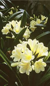 We did not find results for: Growing Feeding Plant Care Of Clivias Daylilies In Australia