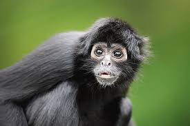 Browse through our gallery of jolly monkey pictures. Black Headed Spider Monkey By Tier Und Naturfotografie J Und C Sohns
