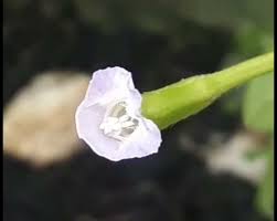 Image result for Torenia thouarsii