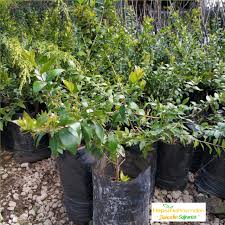 Yaban mersini (vaccinium myrtillus), veya ayıüzümü fundagiller (ericaceae) familyasından ılıman iklimlere adapte olmuş bir üzümsü meyve türü. Yaban Mersini Hambeles Murt Meyvesi Fidani Hepsibahcemden