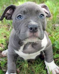 Blue nose shih tzu puppies (pittsburgh). Blue Nose Pitbull Puppies For Sale Guide At Puppies Www Joeposnanski Com