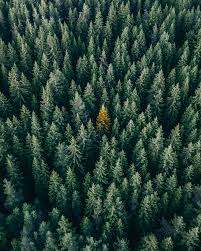 Engaging in this type of education will help keep your brain healthy and may protect your brain from developing dementia. Mentally Checked Out Think Like A Tree