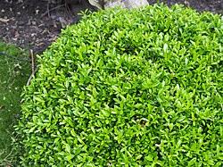 Image result for Buxus acutata