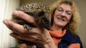 Ichenhausen: Nach Räumung: Nur private Tierhaltung könnte erlaubt werden