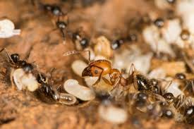 Worker and queen acrobat ants don't grow much longer than 0.13 inches. Ants Of Arizona A Glimpse Myrmecological News Blog