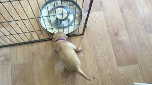 For puppies 2 to 18 months old. Puppy Culture Avidog Galody Gundogs