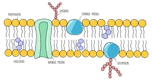 Platelet membrane glycoprotein — platelet membrane glycoproteins are surface glycoproteins on platelets which have a key role in haemostasis and thrombosis such cell membrane — illustration of a eukaryotic cell membrane the cell membrane or plasma membrane is a biological mem … Biological Membranes A Level The Science Hive
