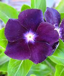 Vinca Periwinkle Sunstorm Purple Annual Flowers Seed100 Seeds In 2021 Periwinkle Flowers Flower Seeds Annual Flowers