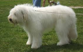 Cute South Russian Ovcharka Dog Photo Russian Shepherd Shepherd Dog Dog Breeds Pictures