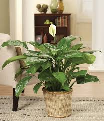 Check spelling or type a new query. Peace Lily Plant At From You Flowers