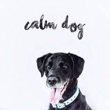 Relaxing White Noise For Puppies Song By Calm Dog Spotify