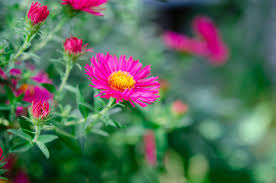 Image result for Asters `Jenny