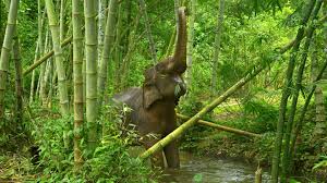 The main difference between jungle and rainforest is that the jungle is a an impassable dense forest (typically tropical) and. Jungle Holidays Rainforest Holidays Natural World Safaris