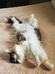 Patches Modern Cat S Photo Contest Cute Cats And Kittens Cat Nap Cat Breeds
