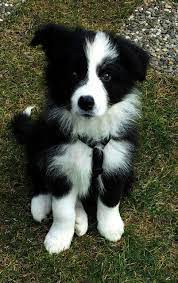 The Cutest Border Collie Puppy Doesn T Even Look Real Looks Like An Adorable Little Stuffed Toy Bordercollie Cute Animals Puppies Cute Baby Animals