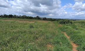 Image result for Chassalia umbraticola