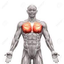 We use wiring diagrams in a number of our diagnostics, however, if discussing. Chest Muscles Pectoralis Major And Minor Anatomy Muscles Stock Photo Picture And Royalty Free Image Image 58756557