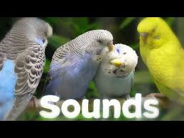 Join some pet groups on yahoo or fb and ask them about petstore pets such as those. Pet Shop Sounds Budgies Youtube