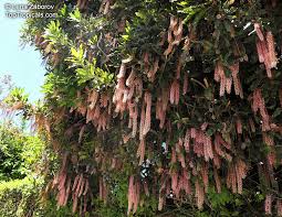 Image result for Macadamia aff. integrifolia