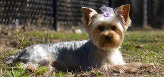 When Do Yorkies Change Color 2021 Guide With Tips