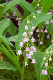 Convallaria Majalis Var Rosea Lily Of The Valley Pink Variety In Bloom In Spring Bell Like Flowers Flower Stock Photography Planting Flowers Flowers