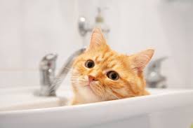 6 Raisons Pour Lesquelles Les Chats Adorent Les Salles De Bains