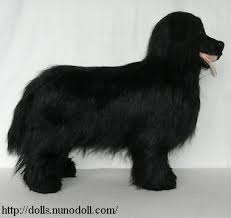 Newfoundland Dog Newfoundland Dog Newfoundland Dogs