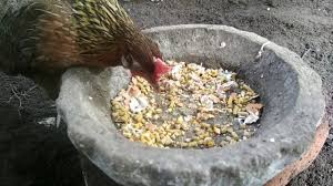 Assalamualaikumakhir nya kami bisa menunjukkan kepada teman2 telur ayam hutan ini, bila teman2 punya saran untuk telur nya agar bisa menetas kami mohon. Download Tips Agar Telur Tidak Dimakan Oleh Induk Ayam Hutan Mp4 3gp Hd Naijagreenmovies Fzmovies Netnaija