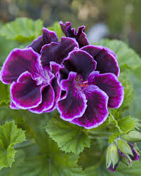 Favorite annual flowers from seed. 25 Purple Flower Ideas For Your Garden Pots And Planters Home Stratosphere