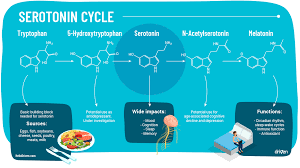 Sometimes we may feel a bit down, moody or unmotivated for seemingly no reason. Serotonin And Its Unusual Role In The Brain